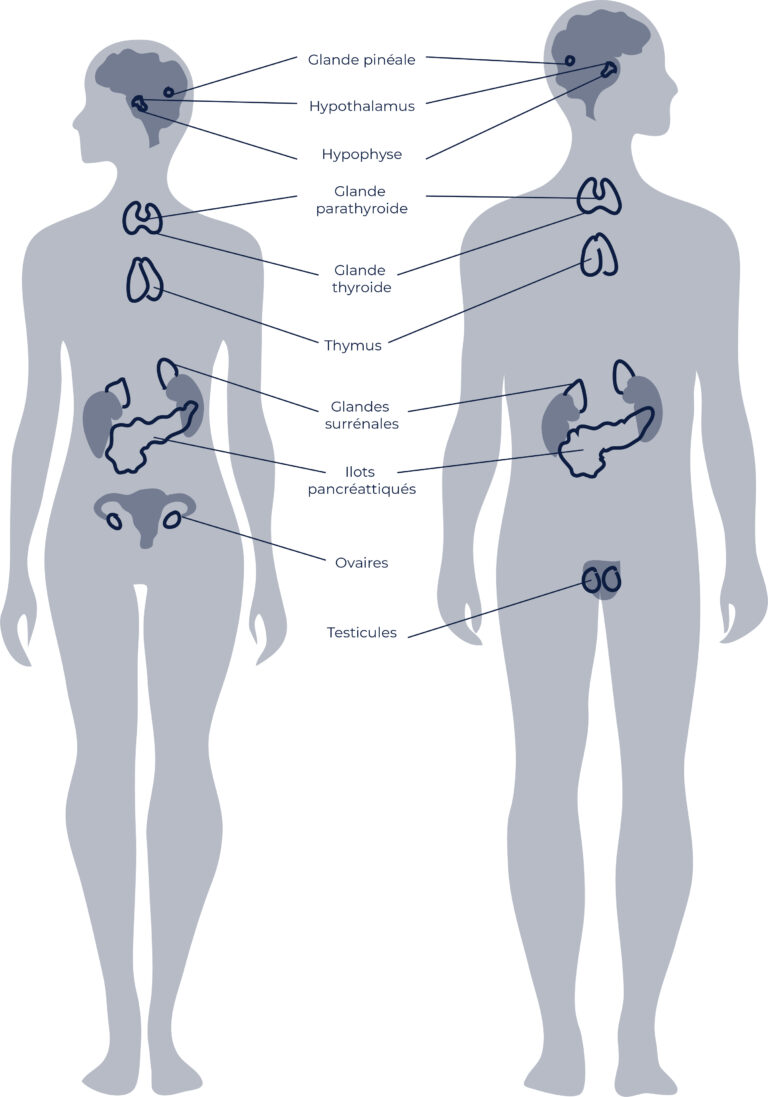 Dérèglement du système endocrinien Yiango